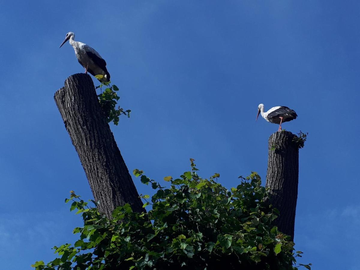 Agroturystyka Druzno Elblag Exteriör bild